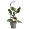 Димируема настолна LED лампа VERDI за отглеждане на растения LED/5W/5V 1300K CRI 95 бяла