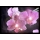 Eglo 75036 - LED светящ Декоративна картина ORCHIDS 4xLED/0,02W