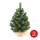 Елха XMAS TREES 50см бор