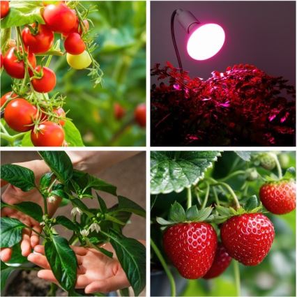 Гъвкава настолна лампа с клипс за отглеждане на растения PLANTY 1xE27/30W/230V бяла