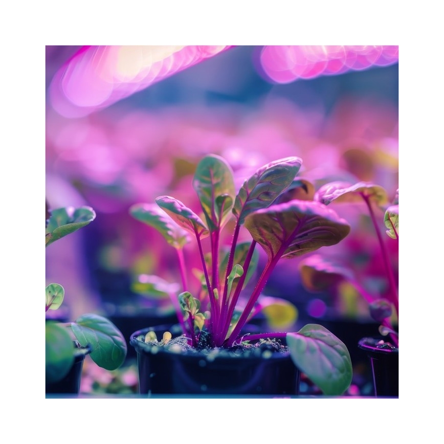 Гъвкава настолна лампа с клипс за отглеждане на растения PLANTY 1xE27/30W/230V черна