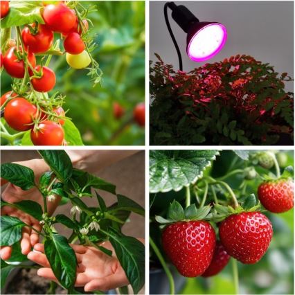 Гъвкава настолна лампа с клипс за отглеждане на растения PLANTY 1xE27/30W/230V черна