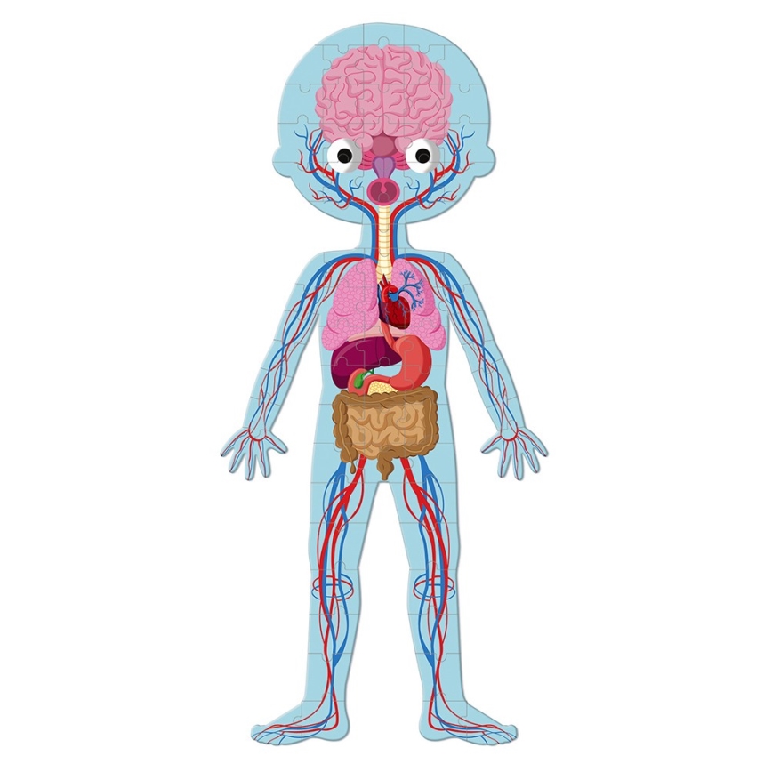 Janod - Детски образователен пъзел 225 бр. човешко тяло