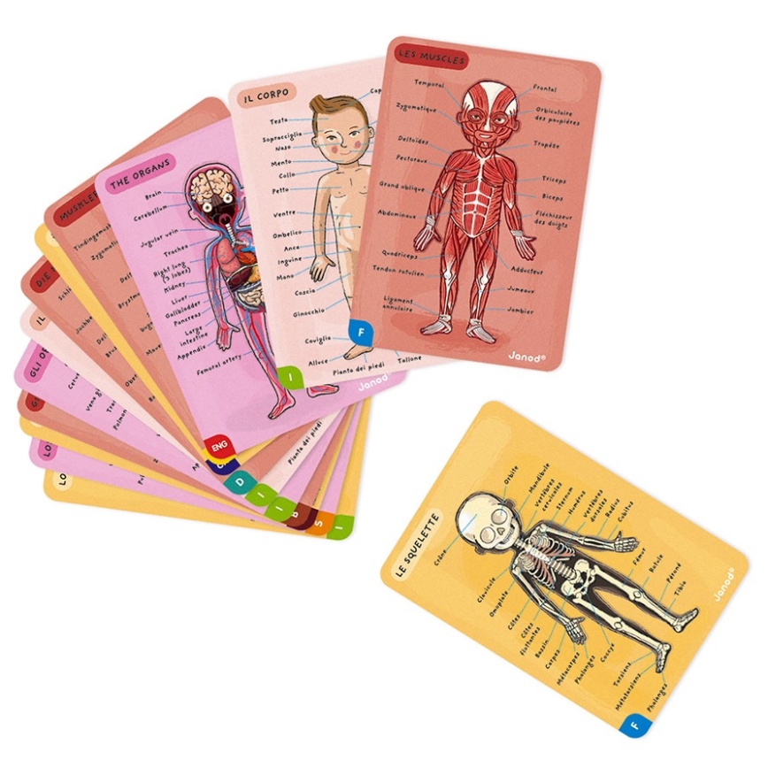 Janod - Магнитен пъзел BODYMAGNET човешко тяло