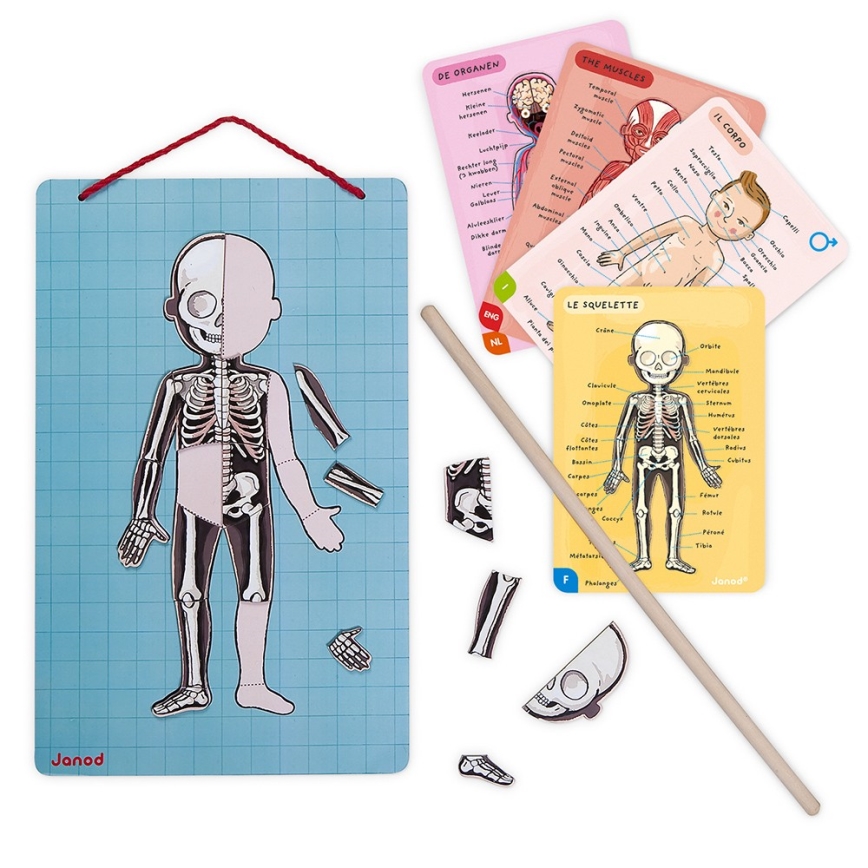 Janod - Магнитен пъзел BODYMAGNET човешко тяло