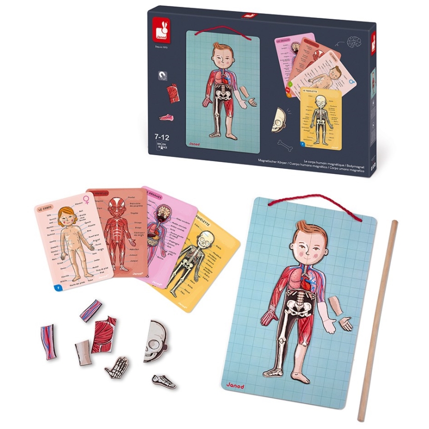 Janod - Магнитен пъзел BODYMAGNET човешко тяло