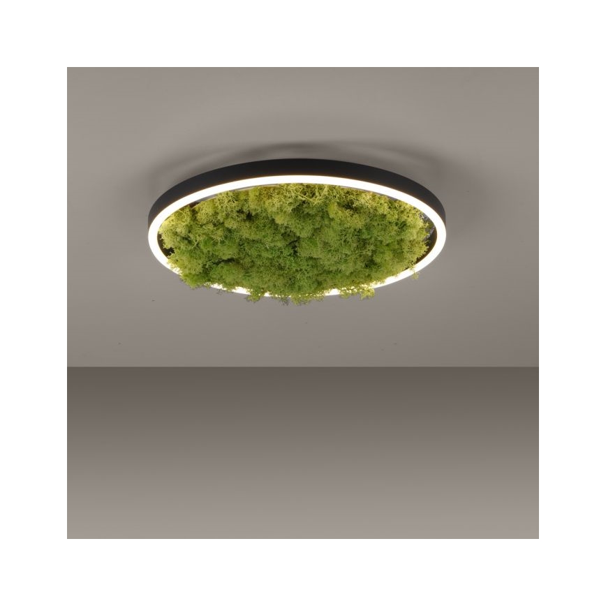JUST LIGHT. 15391-66 - LED Димируем плафон ЗЕЛЕН (зелен) RITU LED/20W/230V