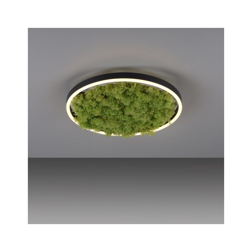 JUST LIGHT. 15391-66 - LED Димируем плафон ЗЕЛЕН (зелен) RITU LED/20W/230V