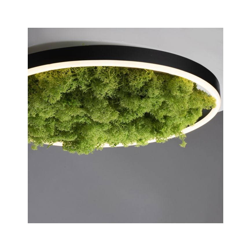 JUST LIGHT. 15391-66 - LED Димируем плафон ЗЕЛЕН (зелен) RITU LED/20W/230V