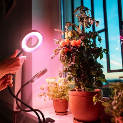 LED Димируем гъвкав настолна лампа с щипка за отглеждане на растения VITARO 2xLED/4W/230V черен