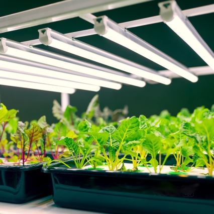 LED Лампа за под кухненски шкаф за отглеждане на растения GROWLY LED/9W/230V бял