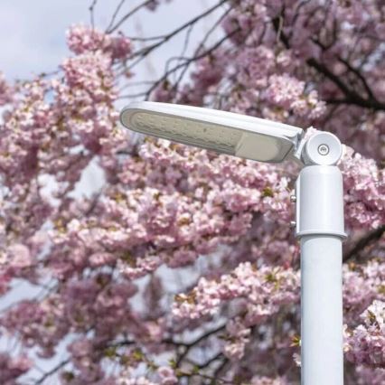 LED Улична лампа SOLIS LED/50W/230V 4000K IP65