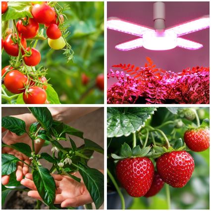 LED Крушка за растения PLANTY E27/40W/230V 1200K