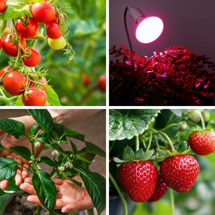LED Крушка за растения PLANTY E27/9W/230V 1200K бял