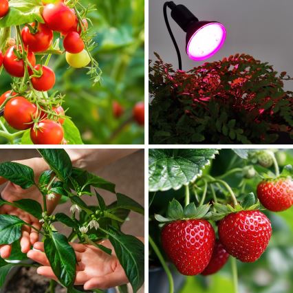 LED Крушка за растения PLANTY E27/9W/230V 1200K черен