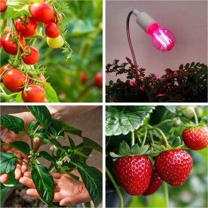 LED Крушка за растения VITABLOOM E27/8W/230V 1200K - Brilagi