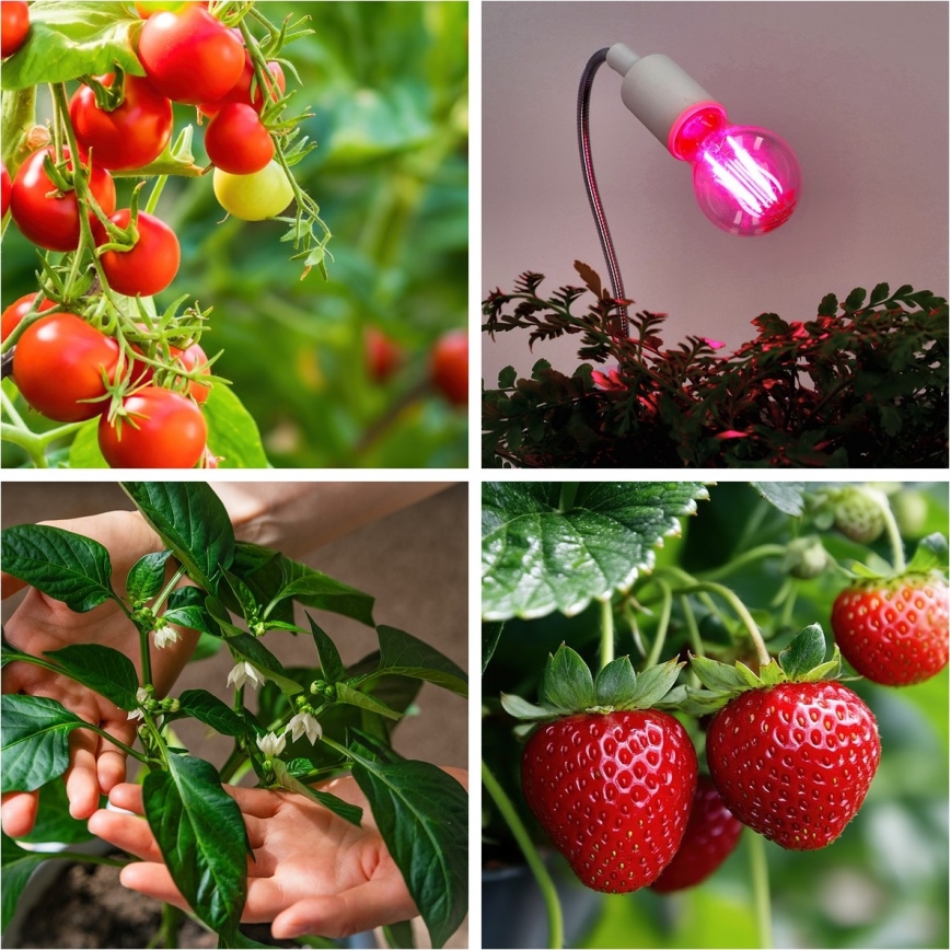LED Крушка за растения VITABLOOM E27/8W/230V 1200K - Brilagi