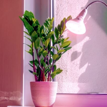 LED крушка за растеж на растения PLANTY E27/7W/230V 1200K бяла