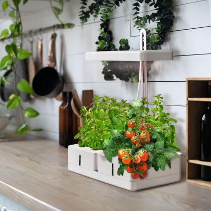 Ledvance - LED Интериорна лампа за растения GARDEN KIT LED/24W/230V