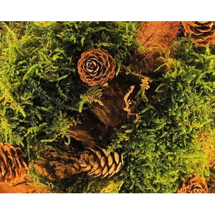 Li-Go 23654 - LED настолна декорация с регулируема яркост LED/12W/230V 20x22 cm орех/Мъхова композиция