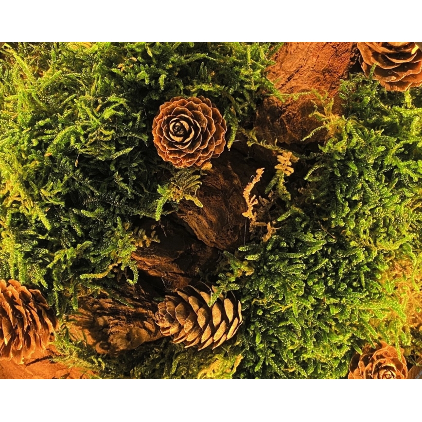 Li-Go 23654 - LED настолна декорация с регулируема яркост LED/12W/230V 20x22 cm орех/Мъхова композиция