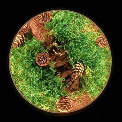 Li-Go 23654 - LED настолна декорация с регулируема яркост LED/12W/230V 20x22 cm орех/Мъхова композиция