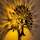 Настенно осветително тяло HEART TREE 1xE27/40W/230V черно