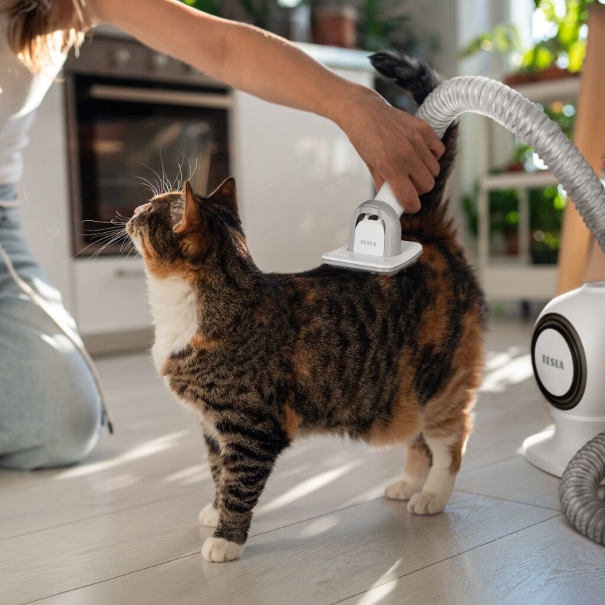 TESLA Electronics PetCare - Комплект за подстригване на домашни любимци 300W/230V