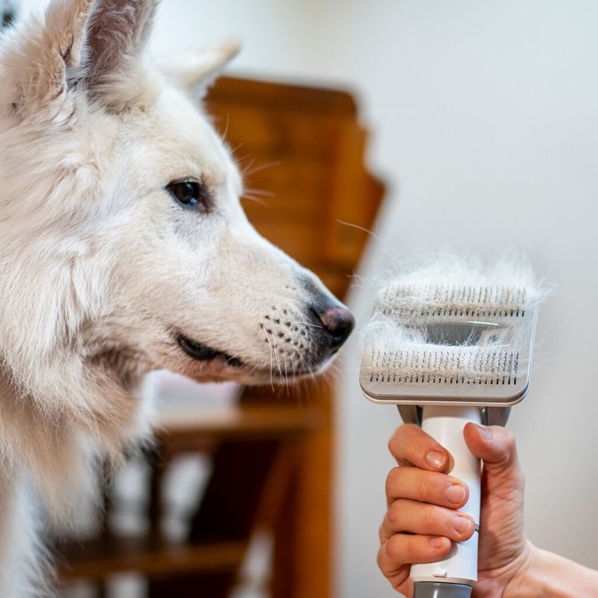 TESLA Electronics PetCare - Комплект за подстригване на домашни любимци 300W/230V