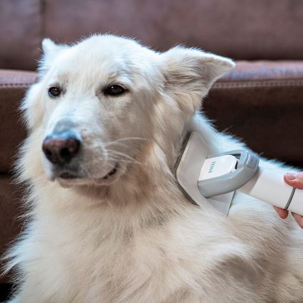 TESLA Electronics PetCare - Комплект за подстригване на домашни любимци 300W/230V