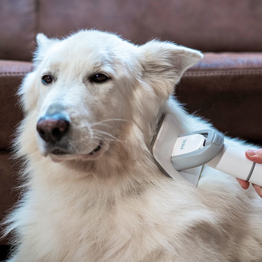 TESLA Electronics PetCare - Комплект за подстригване на домашни любимци 300W/230V